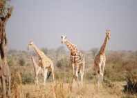 Réserve de girafe de Kouré 