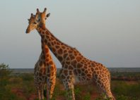 Réserve de girafe de Kouré 