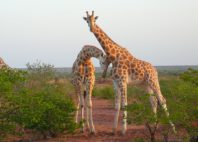 Réserve de girafe de Kouré 