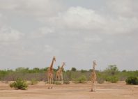 Réserve de girafe de Kouré 