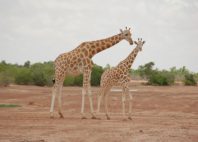 Réserve de girafe de Kouré 