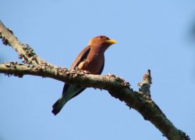Kuimba Shiri Bird Park : le royaume des oiseaux