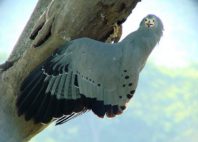 Kuimba Shiri Bird Park 