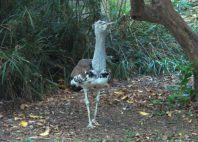 Kuimba Shiri Bird Park 
