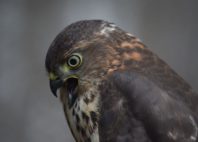 Kuimba Shiri Bird Park 