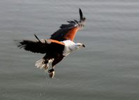 Kuimba Shiri Bird Park 