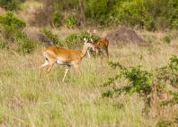 Kyambura Game Reserve 