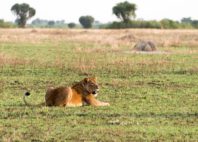 Kyambura Game Reserve 