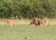 Kyambura Game Reserve 