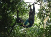 Kyambura Game Reserve 