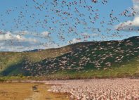 Lac Bogoria 