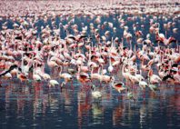 Lac Bogoria 
