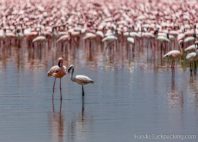 Lac Bogoria 