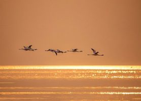 Lac Natron : découvrez cet étonnant étang
