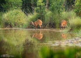 Réserve de Lesio Louna : un magnifique parc africain