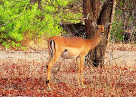Parc national de Liwonde : une réserve au-delà de vos espérances