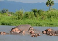 Parc national de Liwonde 