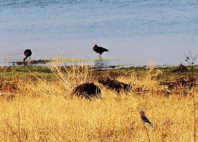 Parc national de Liwonde 