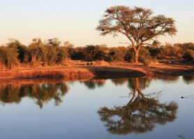 Madikwe Game Reserve : un véritable parc de rêve