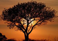 Madikwe Game Reserve 