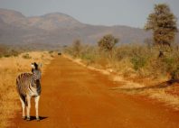Madikwe Game Reserve 