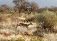 Madikwe Game Reserve 