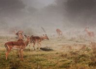 Madikwe Game Reserve 
