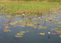 Mare aux Hippopotames 