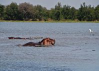 Mare aux Hippopotames 
