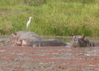 Mare aux Hippopotames 