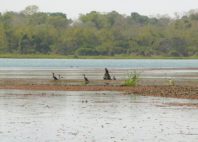 Mare aux Hippopotames 