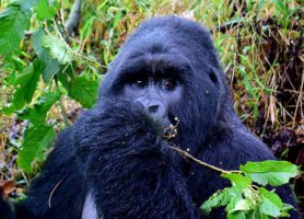 Mgahinga : un parc national formidable et attrayant