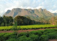 Mont Mulanje 
