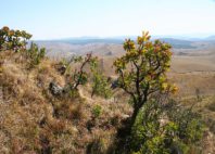 Mont Nyangani 