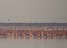 Nata Bird Sanctuary : une envolée spectaculaire