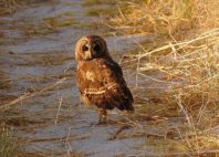 Nata Bird Sanctuary 