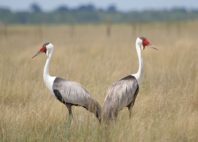Nata Bird Sanctuary 