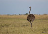 Nata Bird Sanctuary 