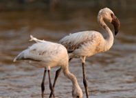 Nata Bird Sanctuary 