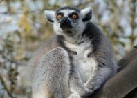 Nosy Komba 