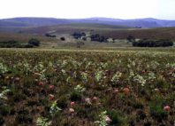 Parc national de Nyika 