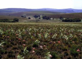 Parc national de Nyika : une fierté nationale