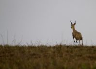 Parc national de Nyika 
