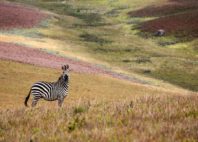 Parc national de Nyika 