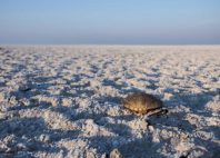 Pan de Makgadikgadi 