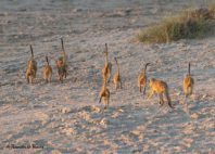 Pan de Makgadikgadi 