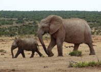 Parc national des Éléphants d'Addo 