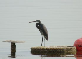 Delta du Saloum : un séjour exceptionnel à une destination unique