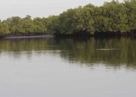 Delta du Saloum 