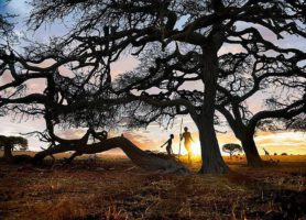 Parc national Mapungubwe : sur les traces du royaume Mapungubwe